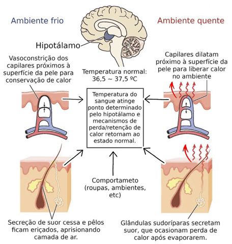 A imagem apresenta o desenho do cérebro no topo e abaixo a descrição sobre o que ocorre no
                hipotálamo com o desenho de seus vasos capilares e o seguinte detalhamento: a temperatura do corpo é
                controlada pelo hipotálamo, conhecido como termostato biológico, uma porção pequena do encéfalo que
                também está relacionado com o emocional. A temperatura normal do corpo é aproximadamente 36,5 ºC.
                Quando há ambiente frio, ocorre vasoconstrição dos capilares próximos da pele para conservação de
                calor. Quando há ambiente quente, os capilares dilatam, para liberar calor no ambiente.