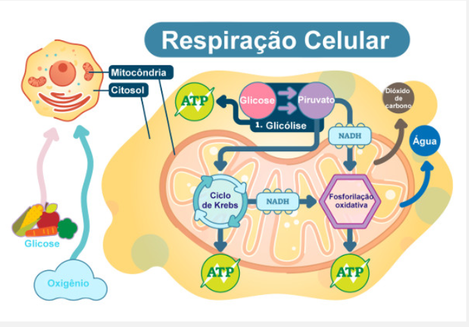 A imagem mostra o esquema de respiração celular. A respiração ocorre em três etapas básicas: a glicólise, o ciclo de Krebs e a fosforilação oxidativa.